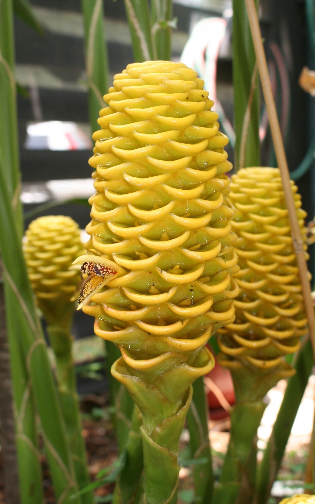 Inflorescence
